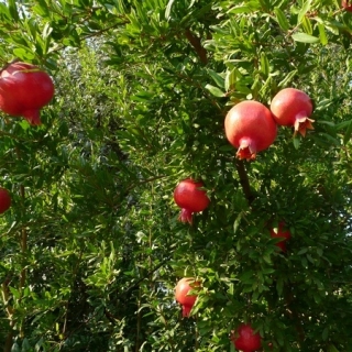 Sementes de Romã Anã - Punica granatum var. Nana - 30 sementes