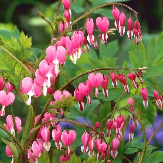 Dicentra、出血ハートローズ - 球根/塊茎/根 - Dicentra spectabilis