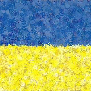 ธงยูเครน - ชุดของเมล็ดพันธุ์พืชสองสายพันธุ์ดอก - 