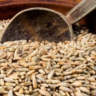 BIO пророщування насіння - насіння, сертифіковане житом - 