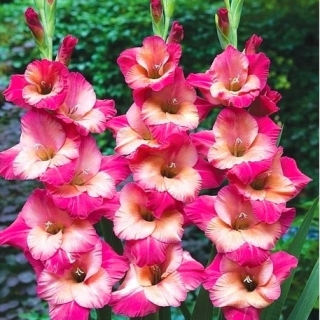 Gladiool Ted's Favourite - pakend 5 tk - Gladiolus Ted's Favourite