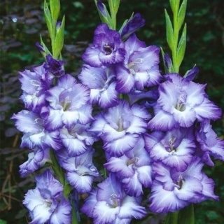Gladiolus Triton - 5 kosov