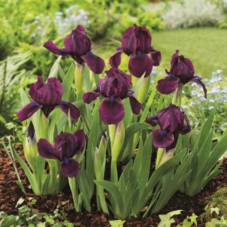 Pygmy iris, Iris pumila - violetit kukat - Kirsikkapuutarha; kääpiö iiris - 