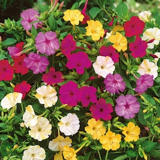 Wunderblume - Mirabilis jalapa - Farbmischung - Setzling