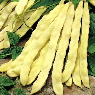 Kacang Prancis 'Goldmarie' - polong besar - 100 g -  Phaseolus vulgaris - biji