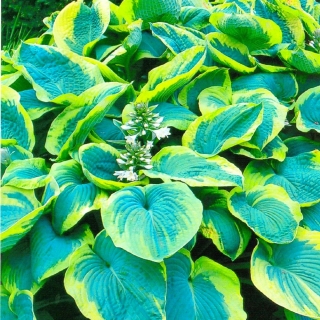 Hosta, Plantain Lily Francess Williams - 알뿌리 / 덩이 식물 / 뿌리