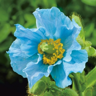 Pavot Bleu de l'Himalaya - Meconopsis Betonicifolia