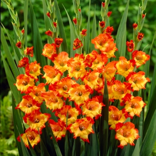Gladiolus, Gladiole, Schwertblume Princess Margaret Rose - 5 Zwiebeln