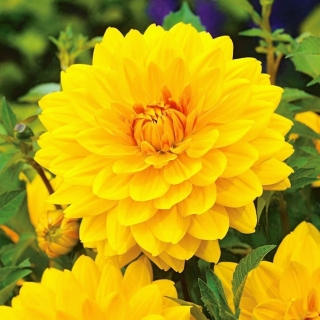 ดอกรักสีเหลือง - หลอด / หัว / ราก - Dahlia