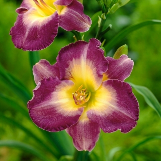 Daylily Cheese and Wine
