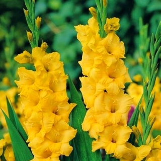 Gladiolsläktet gul - XXL - paket med 5 stycken - Gladiolus