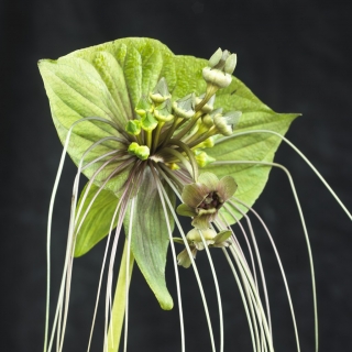 काला चमगादड़ फूल (Tacca chantrieri) "ग्रीन आइल" - 