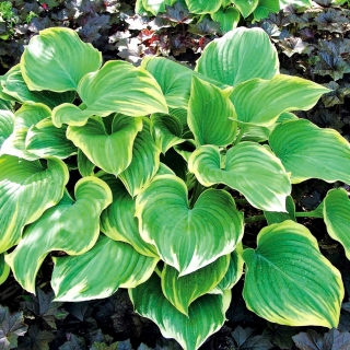 Hosta, Plantain Lily Χειμώνας Χιόνι - βολβός / κόνδυλος / ρίζα