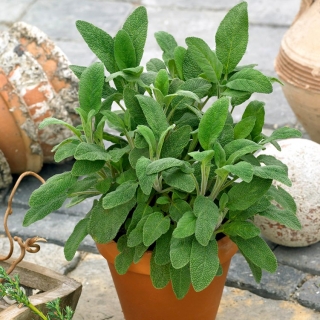 Семе жалфије - Салвиа оффициналис - 130 семена - Salvia officinalis
