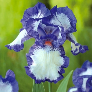 Íris - Blue and White - Iris germanica