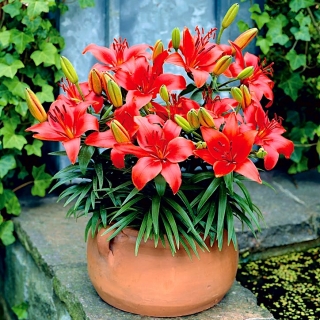 Crimson Pixie - pritlikava lilija - 1 kos - Lilium