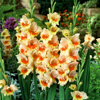 Gladiolus Bocelli  -  5个洋葱
