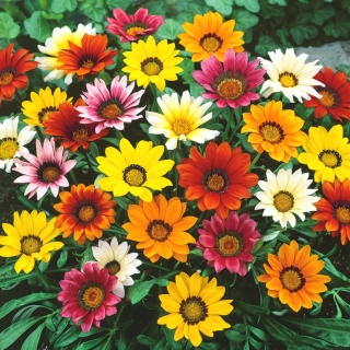 مزيج بذور سلسلة غزانيا العملاقة - غزانيا هجريدا - 125 بذور - Gazania rigens - ابذرة