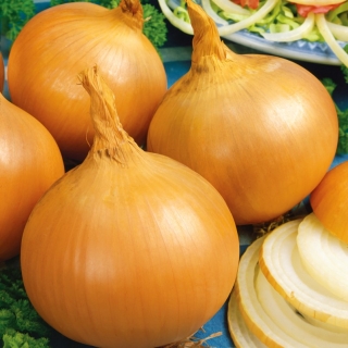 หัวหอม "Yellow Sweet Spanish" - หวาน, Iberic onion - 1,250 เมล็ด - 1250 เมล็ด - Allium cepa L.