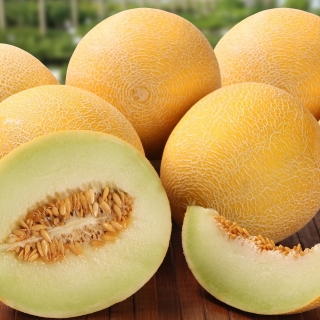 Cantaloupe "Masala" - một trong những giống ngon nhất hiện có trên thị trường - 10 hạt - Cucumis melo L.