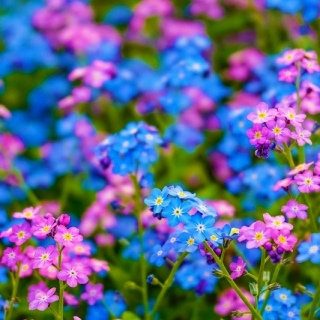 Nomeolvides alpino: rosa y azul, un conjunto de semillas de dos variedades - 