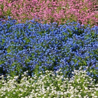 Wit, blauw en roze vergeet-mij-nietje - zaden van variëteiten van 3 bloeiende planten - 