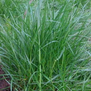 Gräsmatta flerårig rajgräs 2N Esquire - 5 kg - 