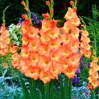 Gladiolus "Orange Sun" - 5 piezas
