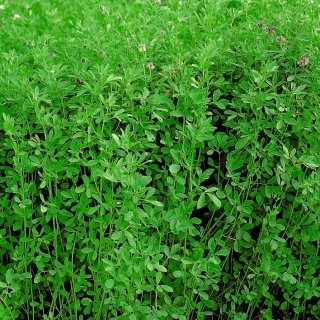 Alfalfa "Maga" - 1 kg; Luzerne - 