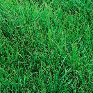 Perennial ryegrass 4N Solen C1 - 5 kg; English ryegrass, winter ryegrass, ray grass