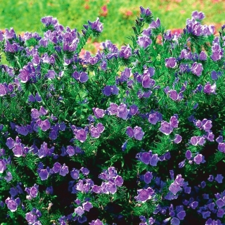 Bugloss viper's purple - planta melífera - 100 g; La maldición de paterson - 