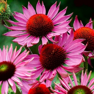 زهرة الردبكية الشرقية - روبي العملاق - مزهر كبير ، قطعة واحدة ؛ زهرة الردبكية القنفذ ، زهرة الردبكية الأرجواني - 