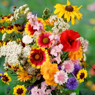 "Krakau vierkant" hoge bloemenvariëteit mix - 