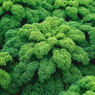 Kale "Halbhoher grüner krauser" - 50 غرام من البذور - 15000 بذرة - Brassica oleracea L. var. sabellica L. - ابذرة