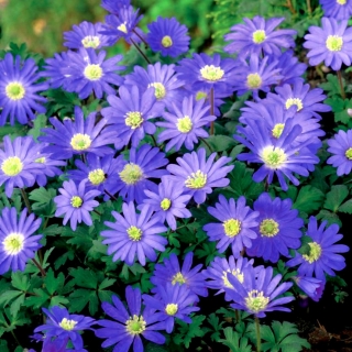Balkansk anemone "Blue Shades" - Stor pakke - 80stk; Grecian windflower, vinter windflower - 