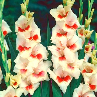 Mary Housley gladiolus – 5 pcs; sword lily