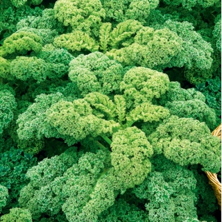 Kale "Cadet" - طويل القامة بأوراق لولبية بقوة - 600 بذرة - Brassica oleracea L. var. sabellica L. - ابذرة