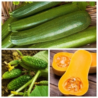Pepino, courgette (abobrinha), squash - conjunto de sementes de 3 plantas vegetais - 