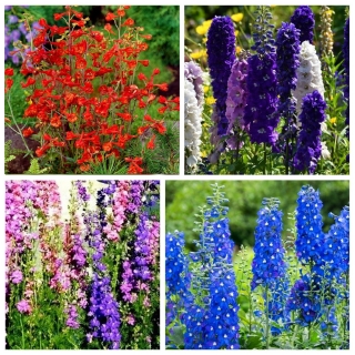 Larkspur - Semillas de 4 variedades de plantas con flores. - 