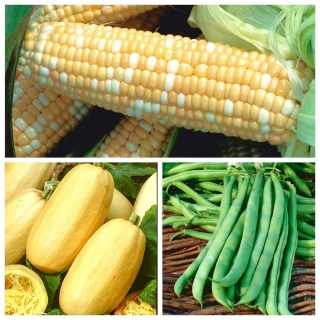 ירקות עבור intercropping - הגדר לא. 3 - זרעים של 3 מינים - 