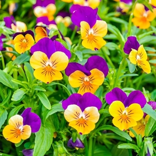 Pansy roșu "Orange Purple"; violet cu coarne - 20 de semințe - Viola cornuta