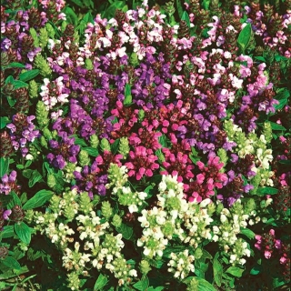 Großblütige Braunelle, Große Braunelle- Prunella grandiflora - 50 Samen -  