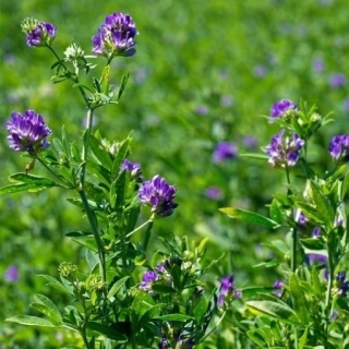Alfalfa "Gea" - obložene sjemenke Rhizobium - 0,5 kg; lucerka - 