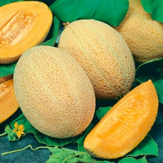 Melon - Junior - 35 frön - Cucumis melo L.