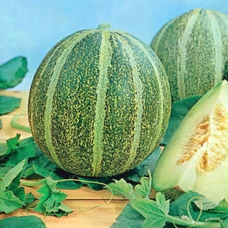 Melon - Model - 45 seemned - Cucumis melo L.