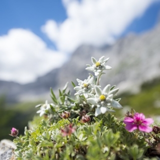 Selezione di fiori - fioriture polacche di Tatra -  - semi
