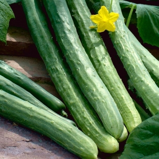 Cucumber "Southern Delight F1" - Japanese variety for cultivation under covers