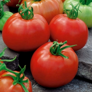 BIO Tomate de câmp "Ace 55 VF" - semințe organice certificate - 180 de semințe - Lycopersicon esculentum Mill 