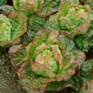 Црвено-зелена салата "Цармина" - Lactuca sativa L. var. Capitata - семе