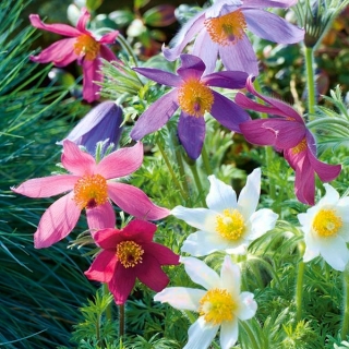 Pasque Flower混合种子 - 银莲花属pulultilla  -  190粒种子 - Anemone pulsatilla - 種子